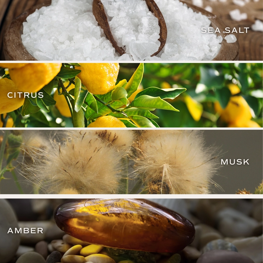 Salt and Sea scent notes